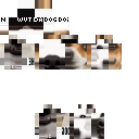 Wut Da Dog Doin??