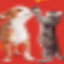 Dog and Cat
