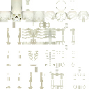 Skeleton
