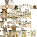 Domestic Shorthair Moggy